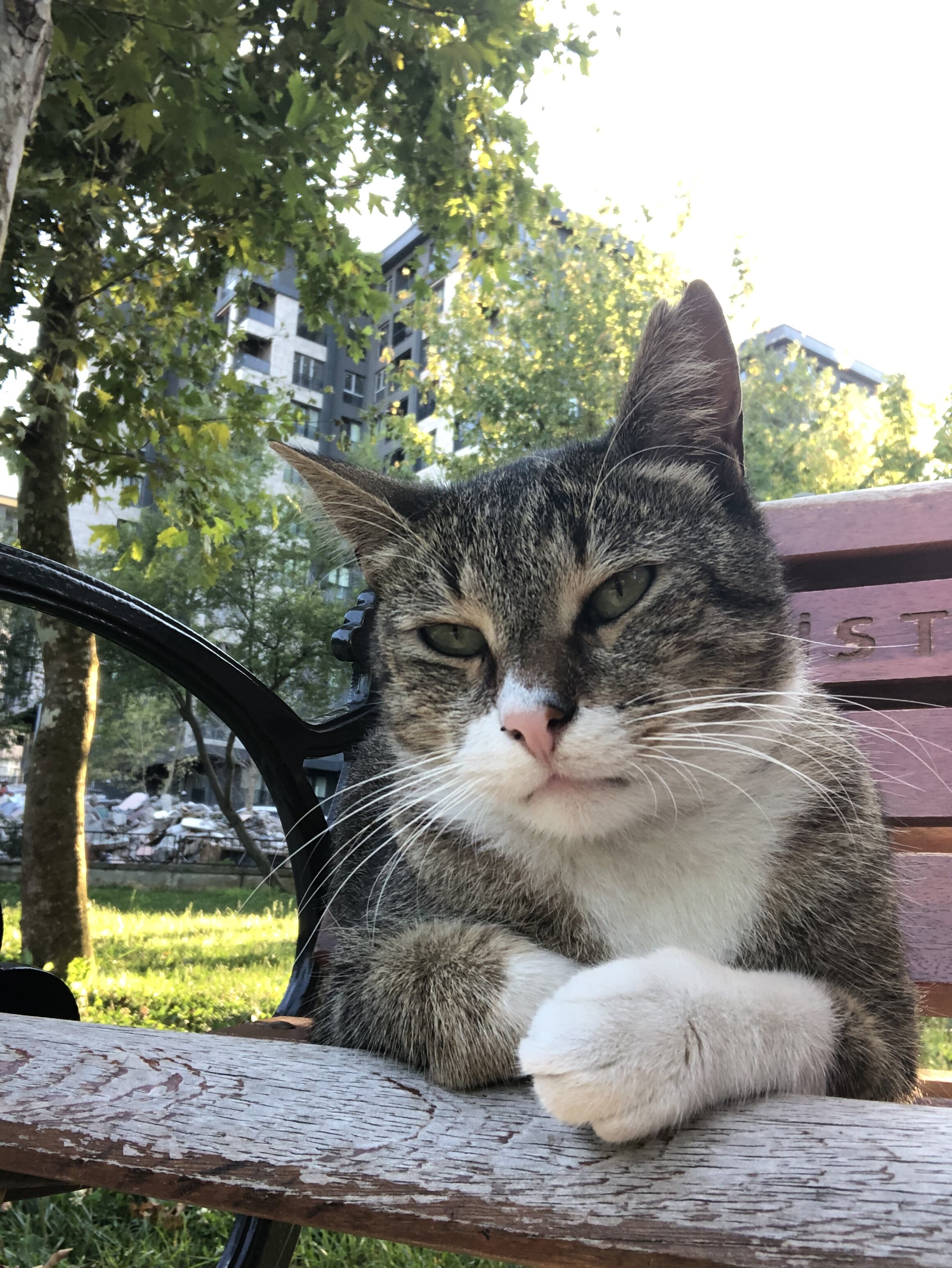 IMG_1509.jpeg