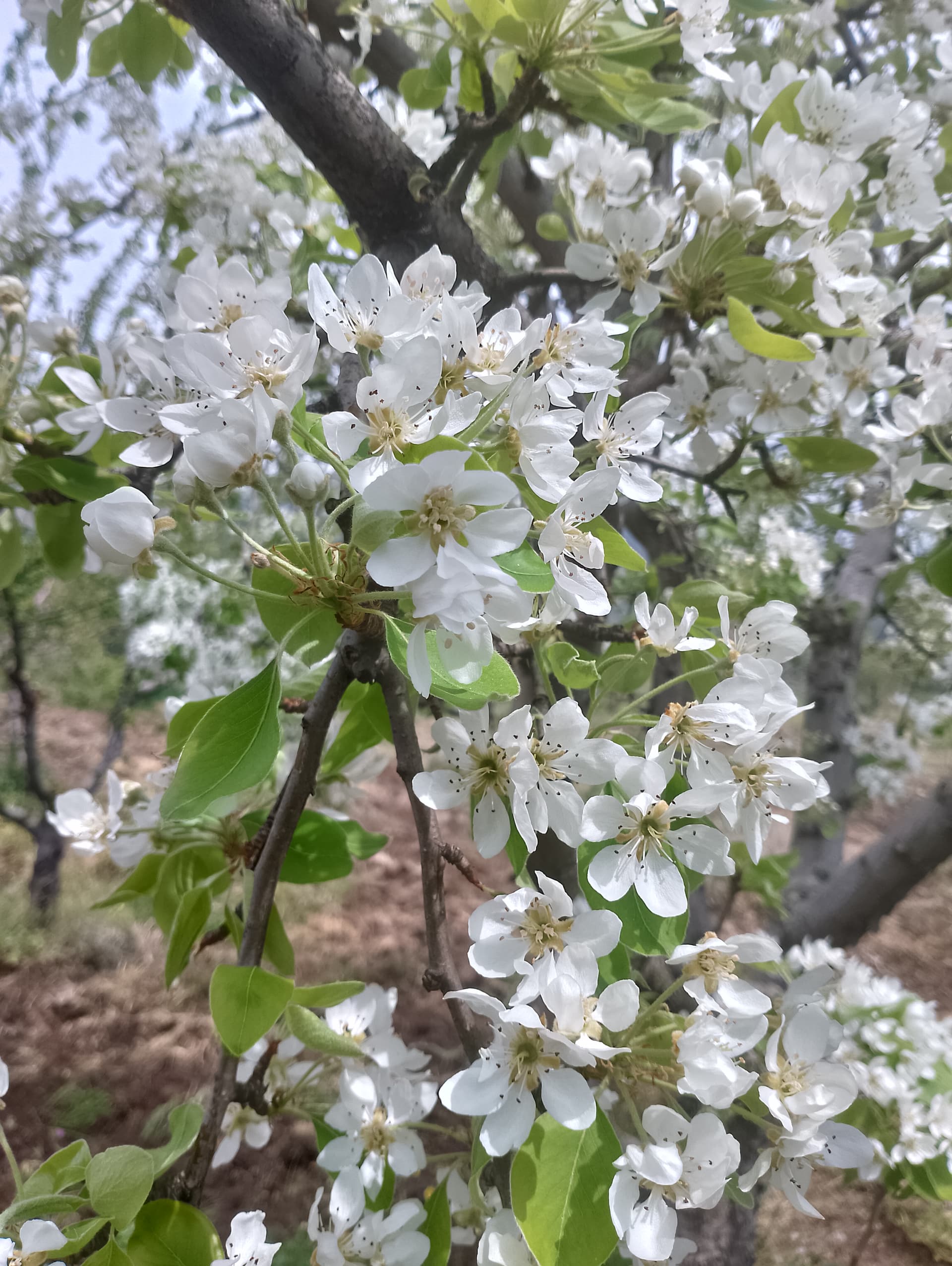 IMG_20240407_113750_HDR