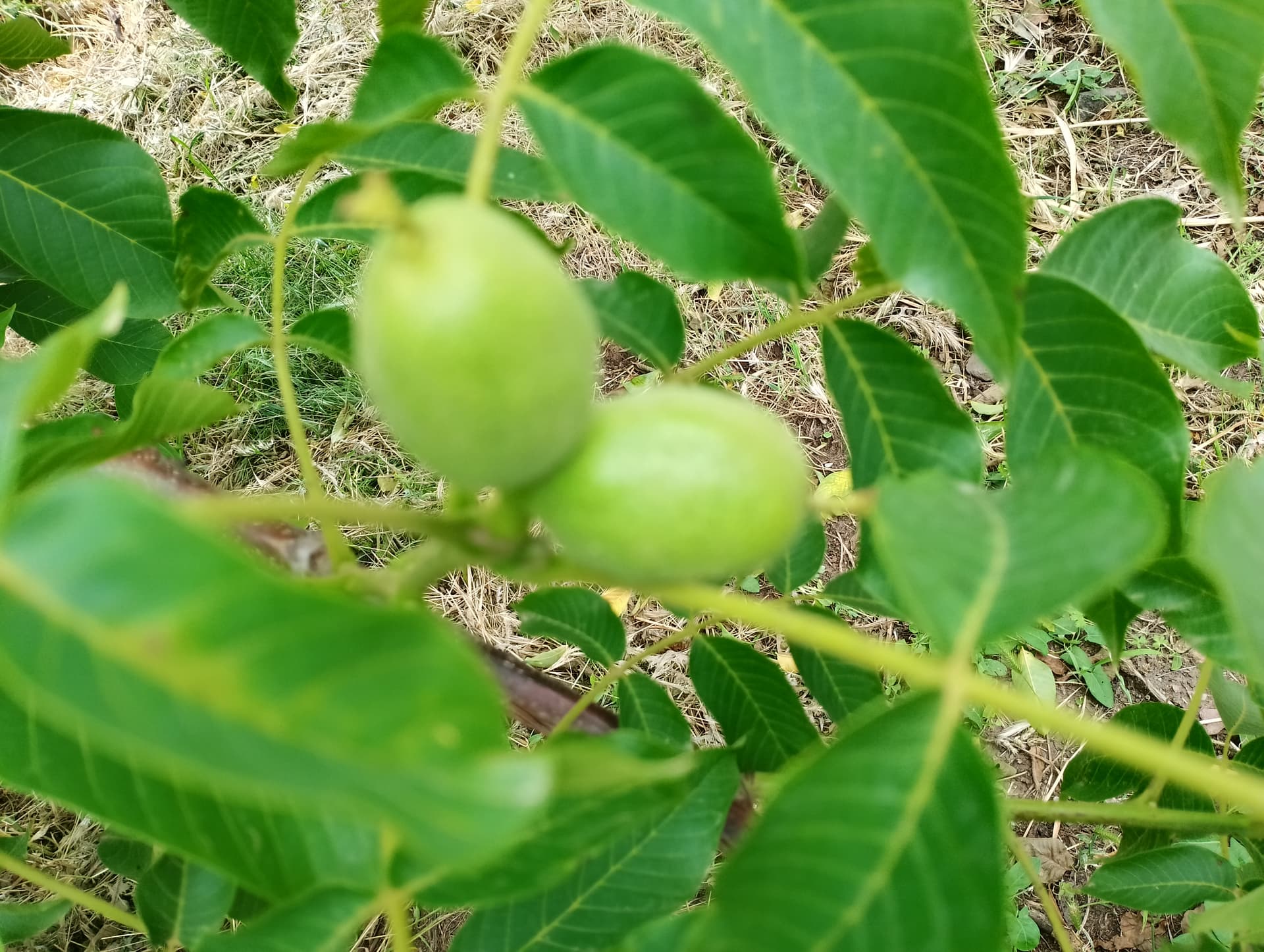 IMG_20240512_103156_HDR