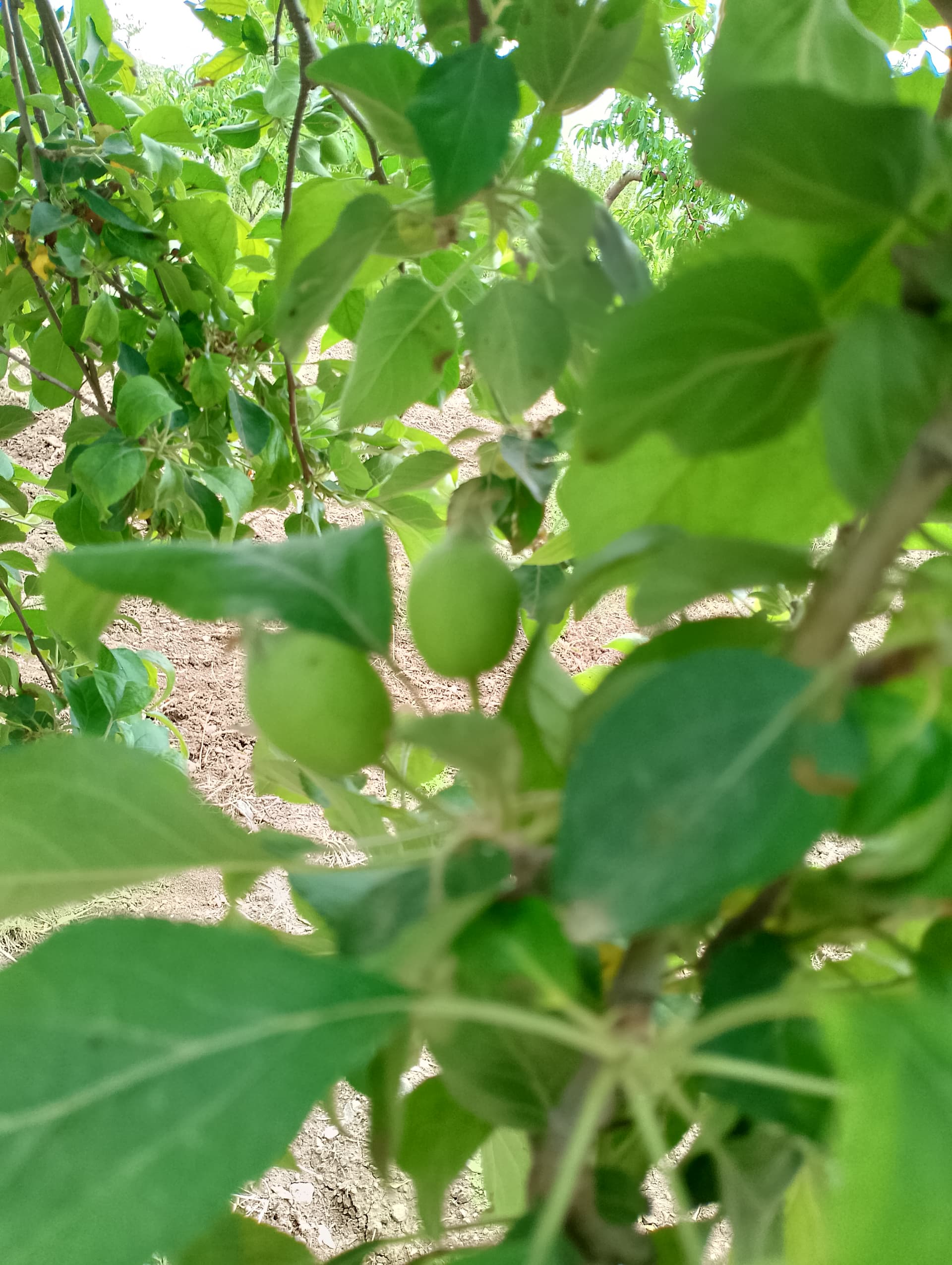 IMG_20240512_103458_HDR