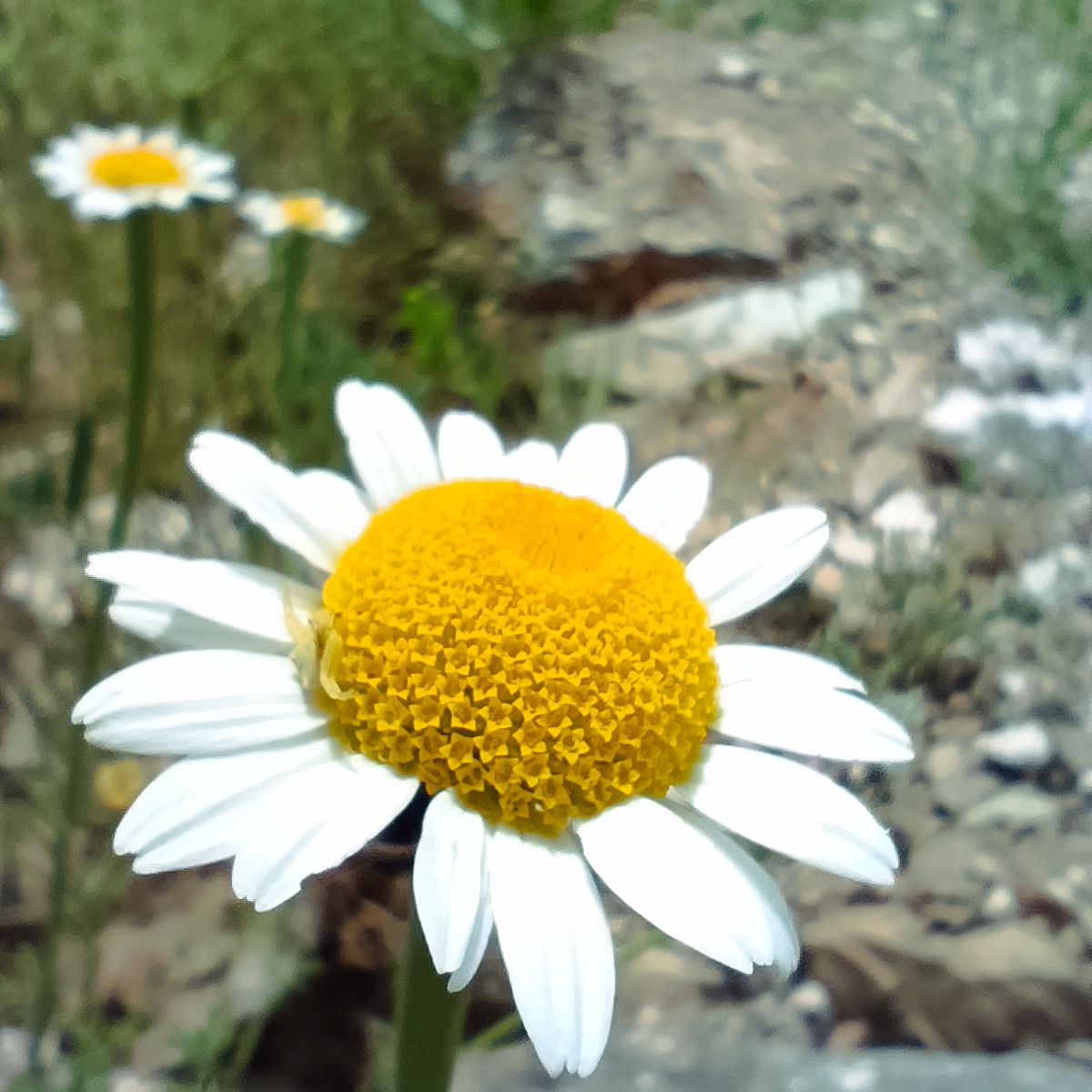 IMG_20240525_140430