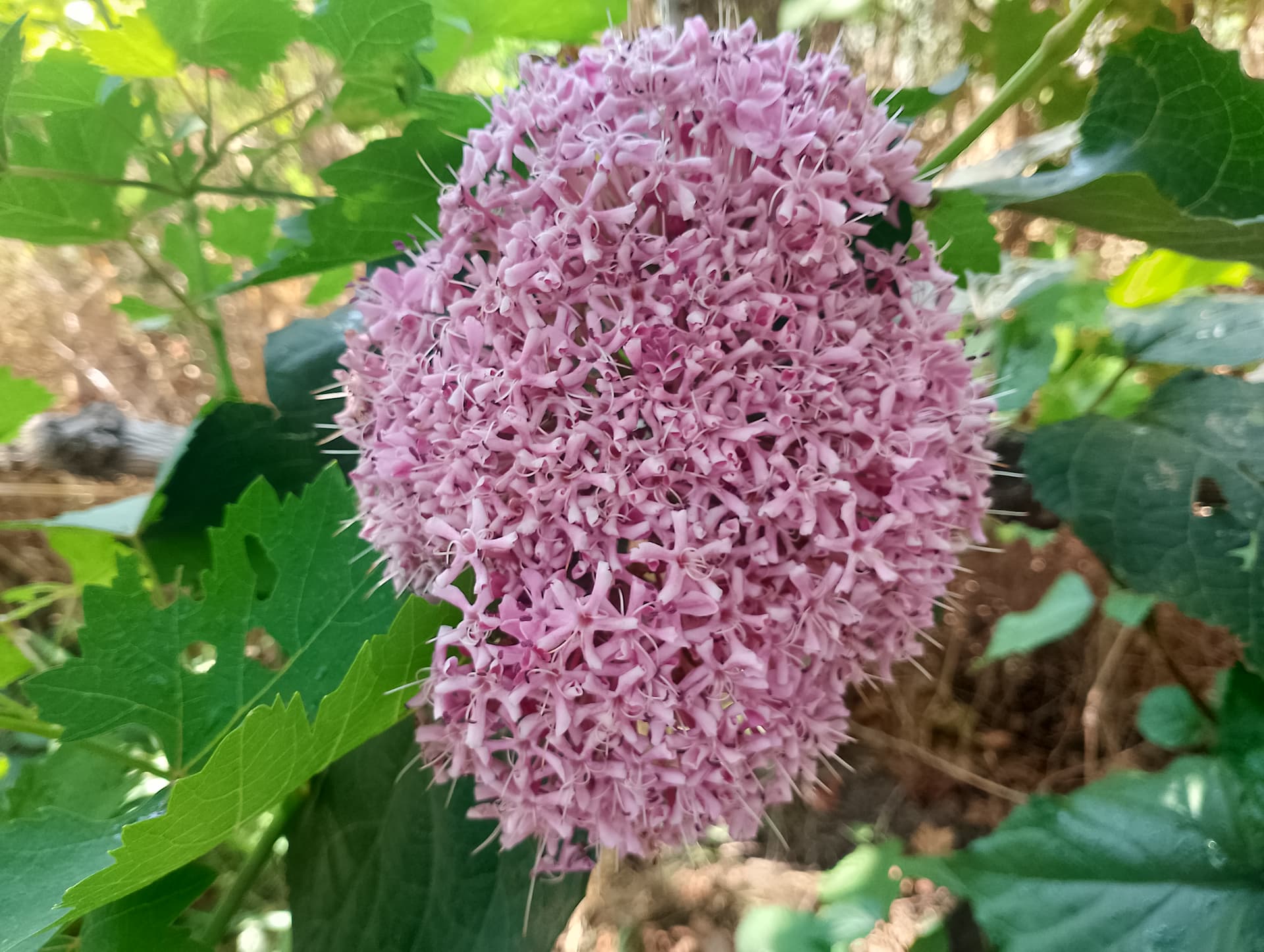 IMG_20240630_101248_HDR