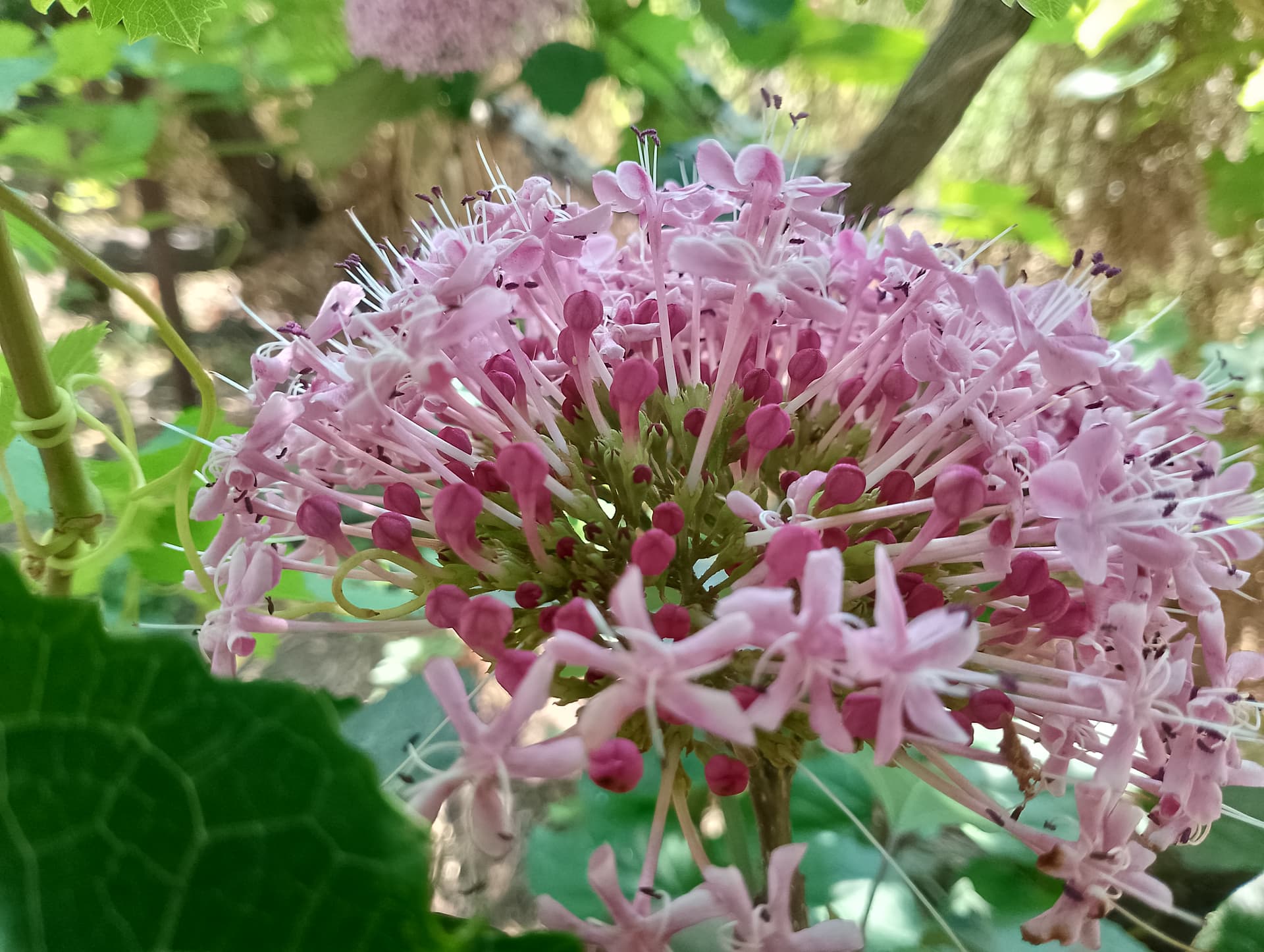 IMG_20240630_101328_HDR