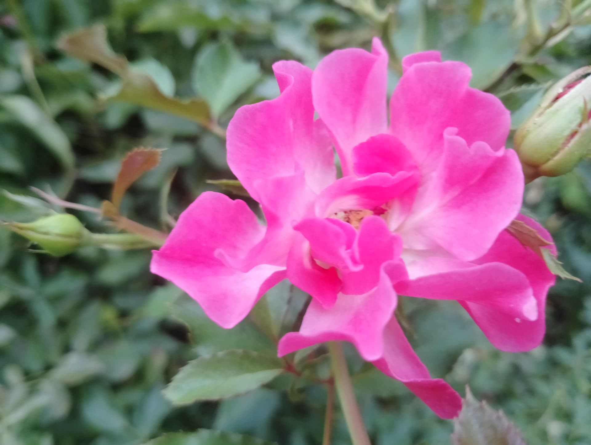 IMG_20240713_190256_HDR