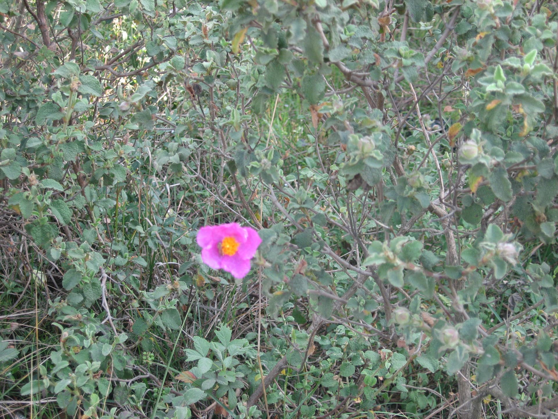 IMG_4650