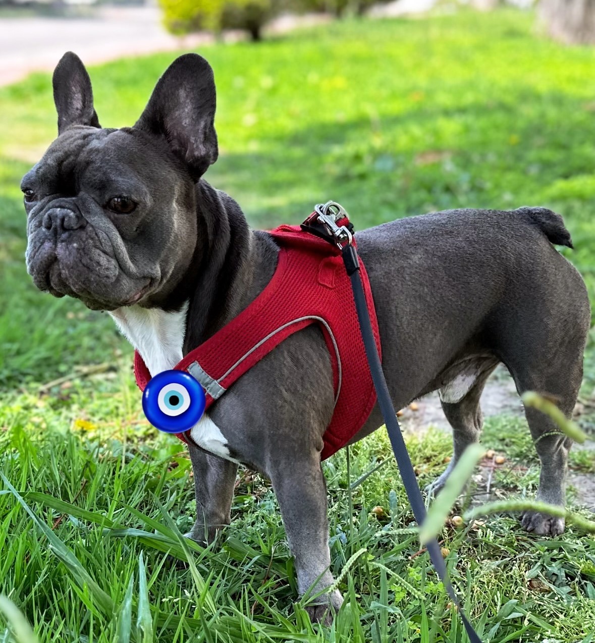 köpek