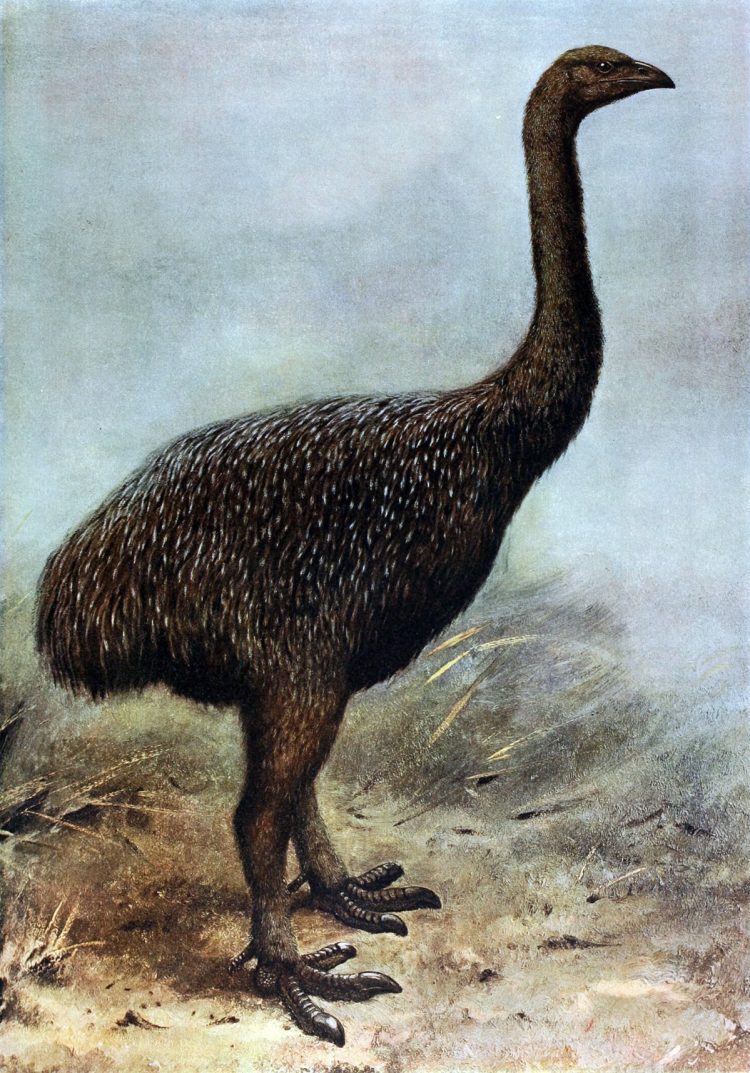 nesli-tukenen-hayvan-moa-750x1073
