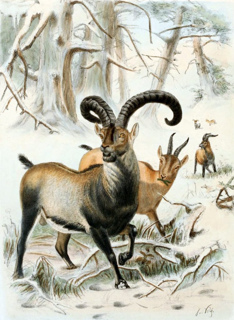 nesli-tuketilen-hayvanlar-750x1027