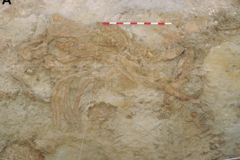 orce1-768x512 (1)