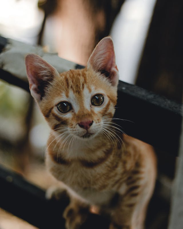 pexels-media-11185854