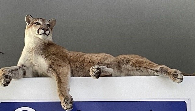 Puma.jpg