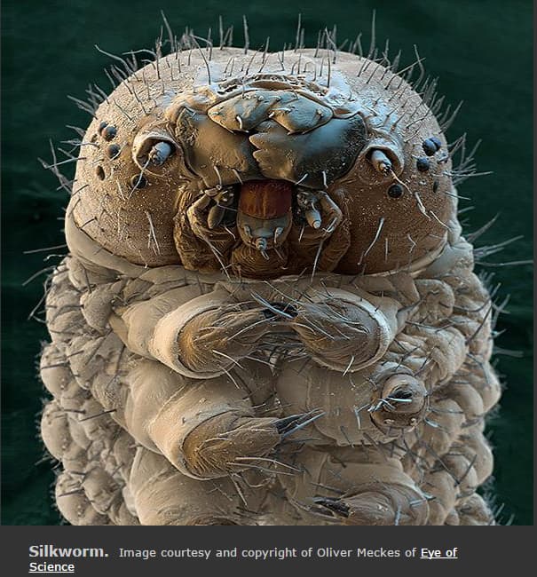 silkworm ipekböceği.PNG