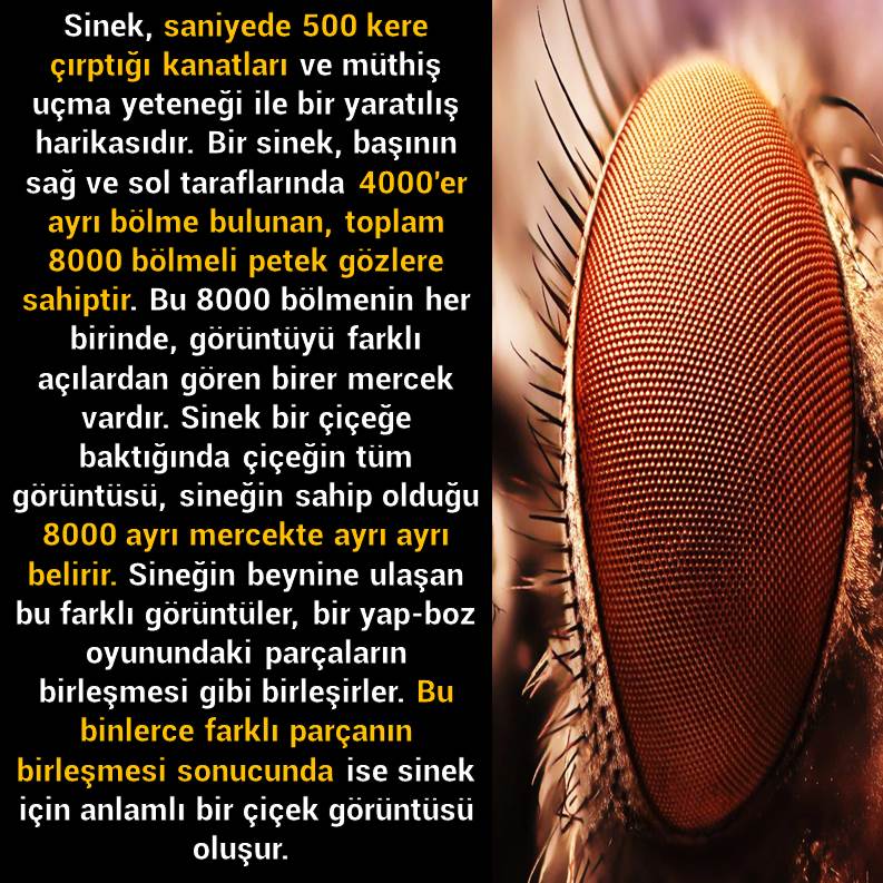 Slayt1039