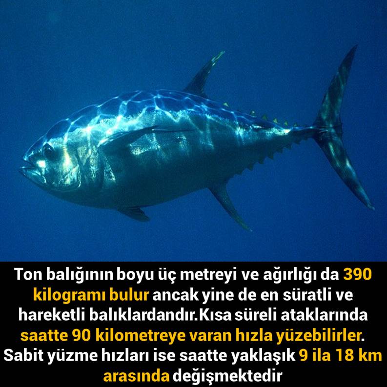 Slayt798