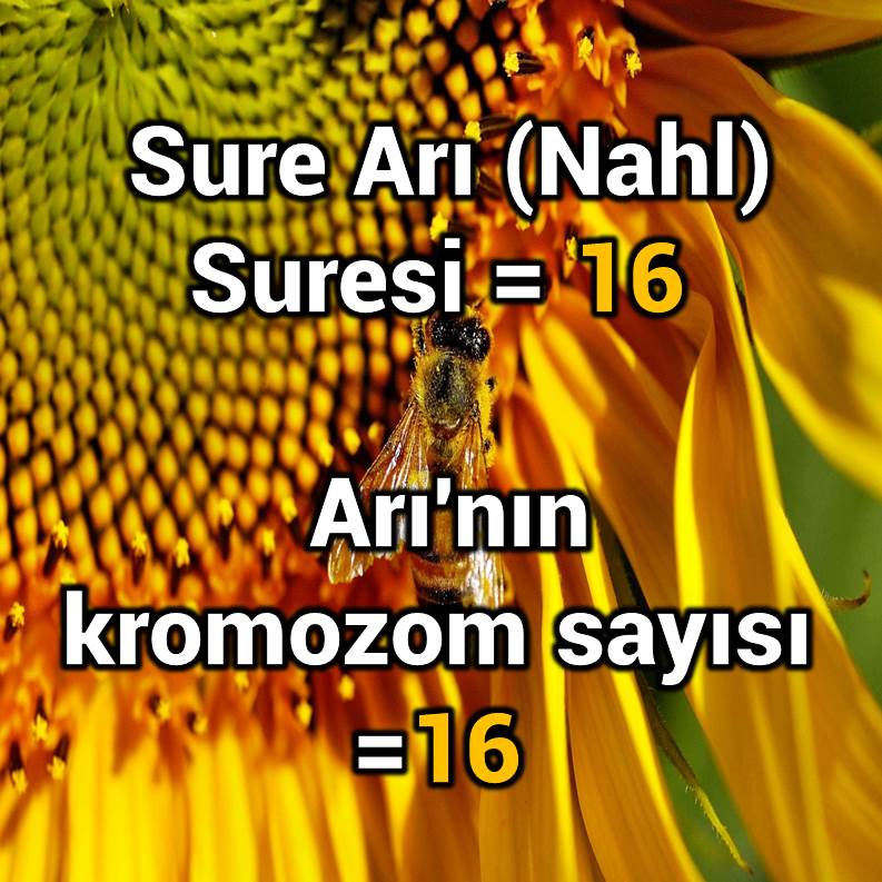 Slayt897
