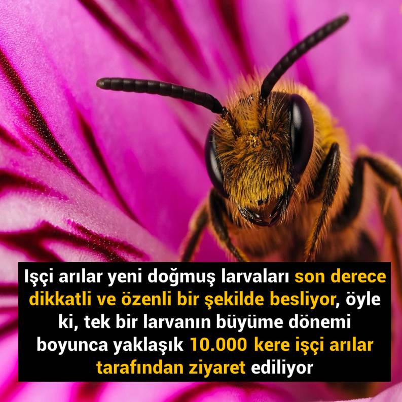Slayt952