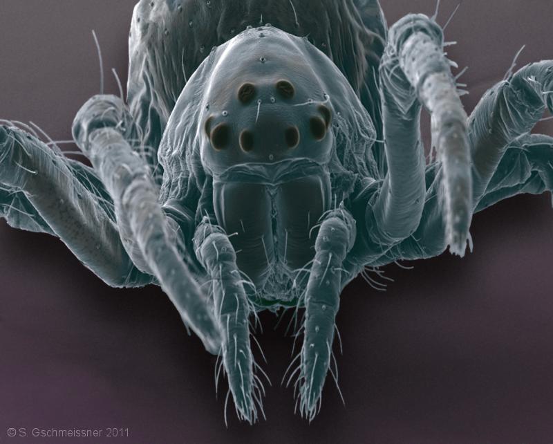 spider