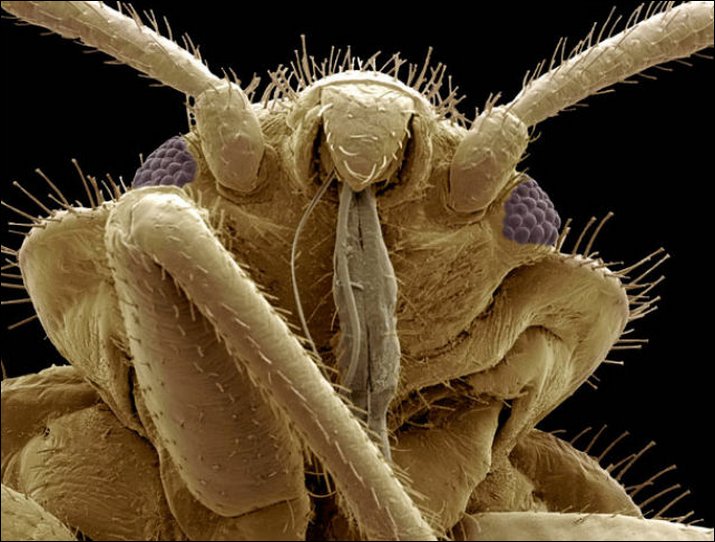 Tahtakurusunun başı bedbug (Cimex sp.)