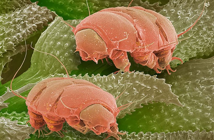 tardigrad10