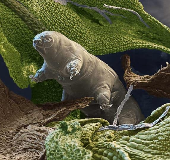 tardigrad12
