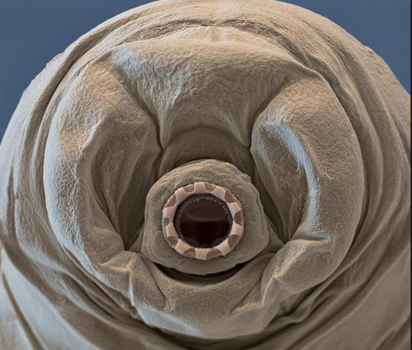 tardigrad2