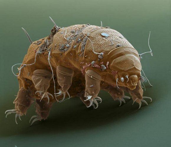 tardigrad3