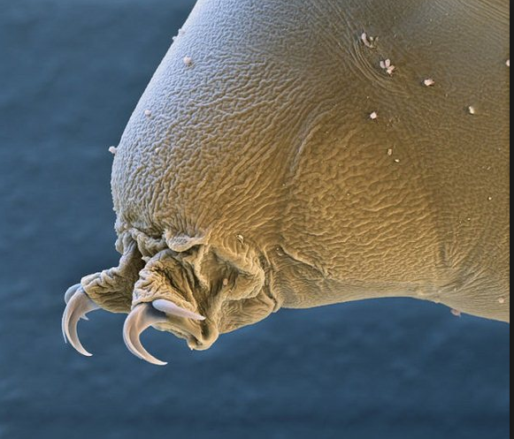 tardigrad7