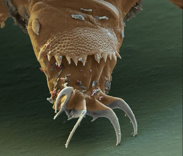 tardigrad8