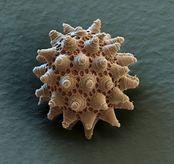 tardigrad9