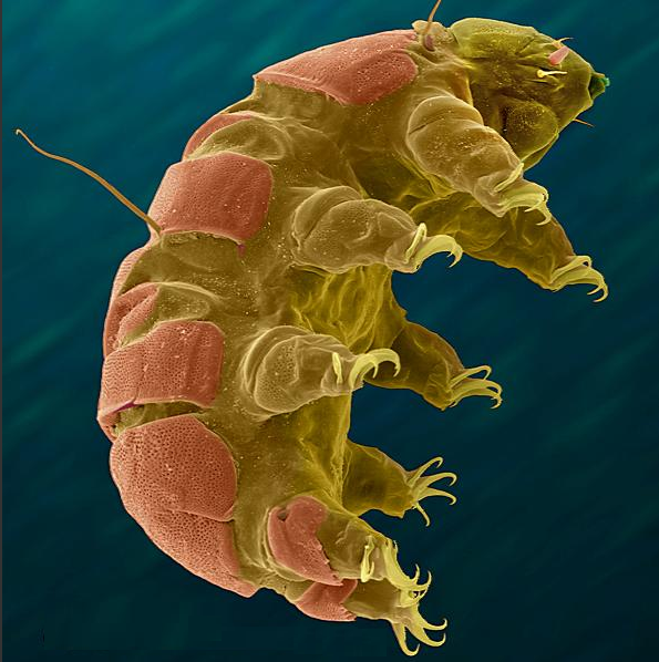 tardigrade