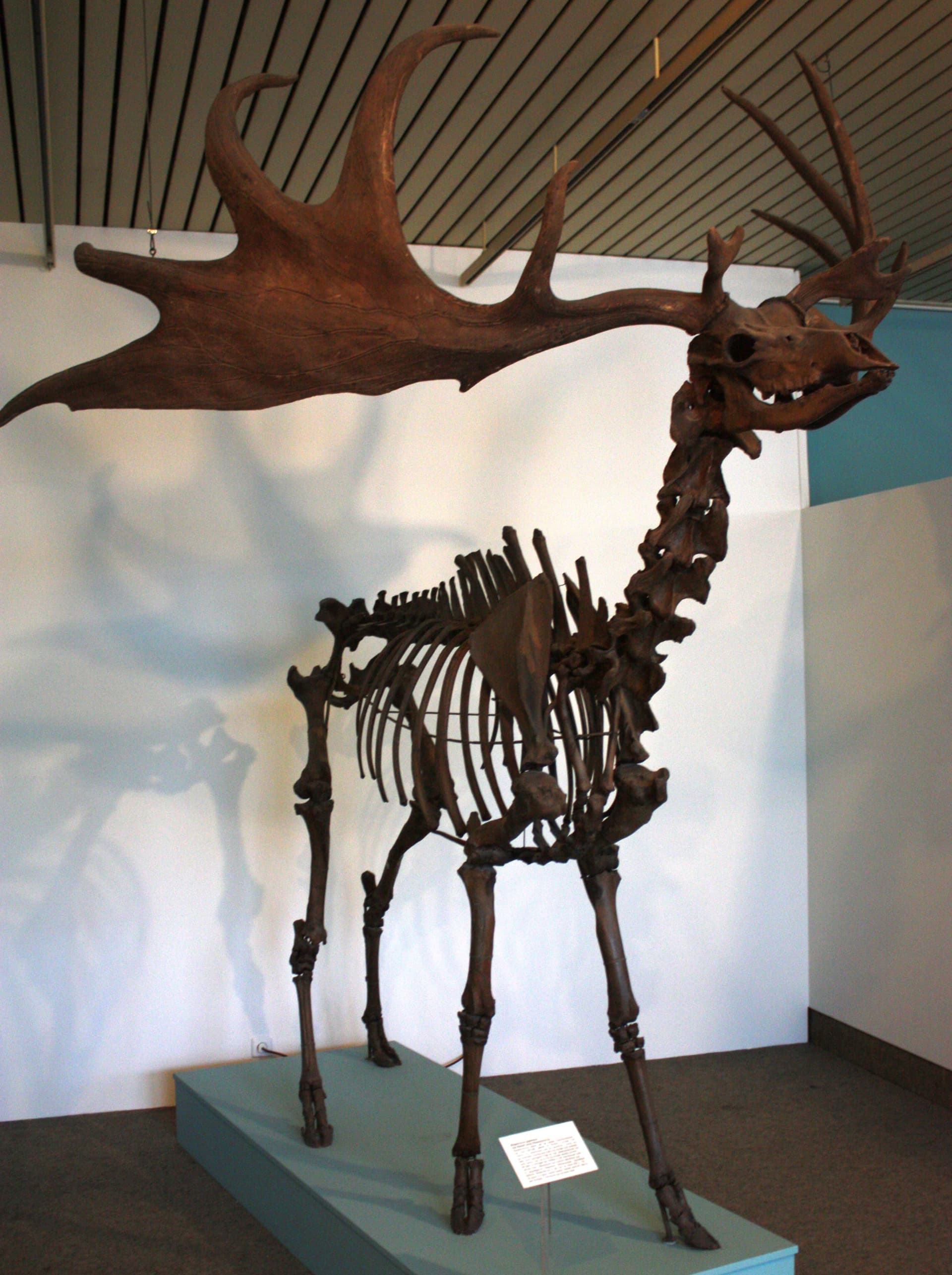 Überseemuseum_Bremen_2009_250