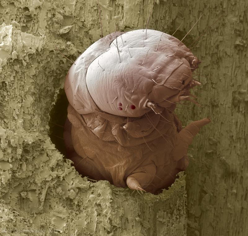woodworm larva