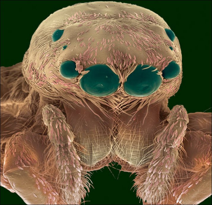 Zıplayan örümcek Jumping Spider (family Salticidae)
