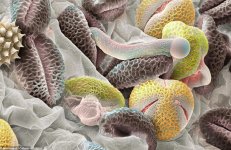 Kartopu bitkisi polenleri..jpg