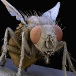 Bir meyve sineği...jpg