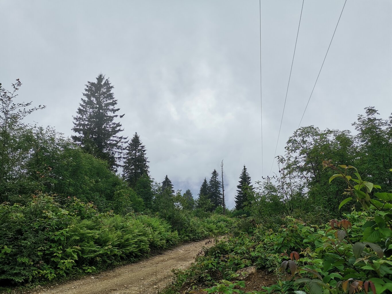 20210715_115137.jpg 20210715_115137.jpg