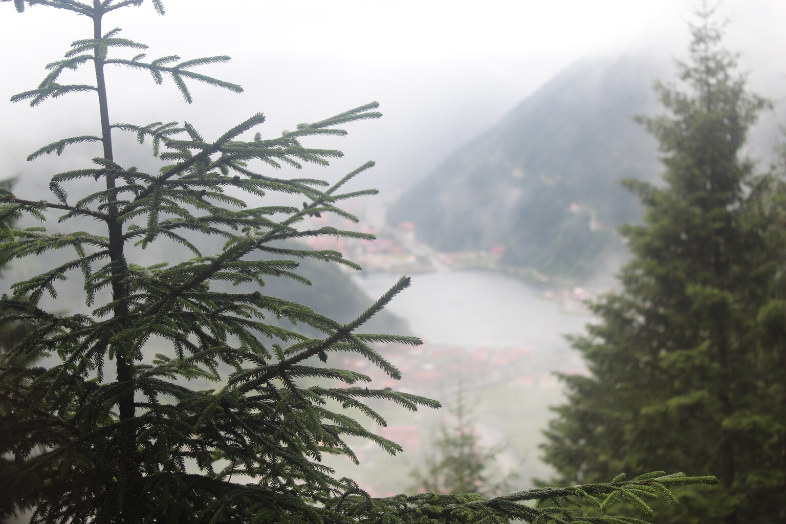 IMG_9684.JPG IMG_9684.JPG