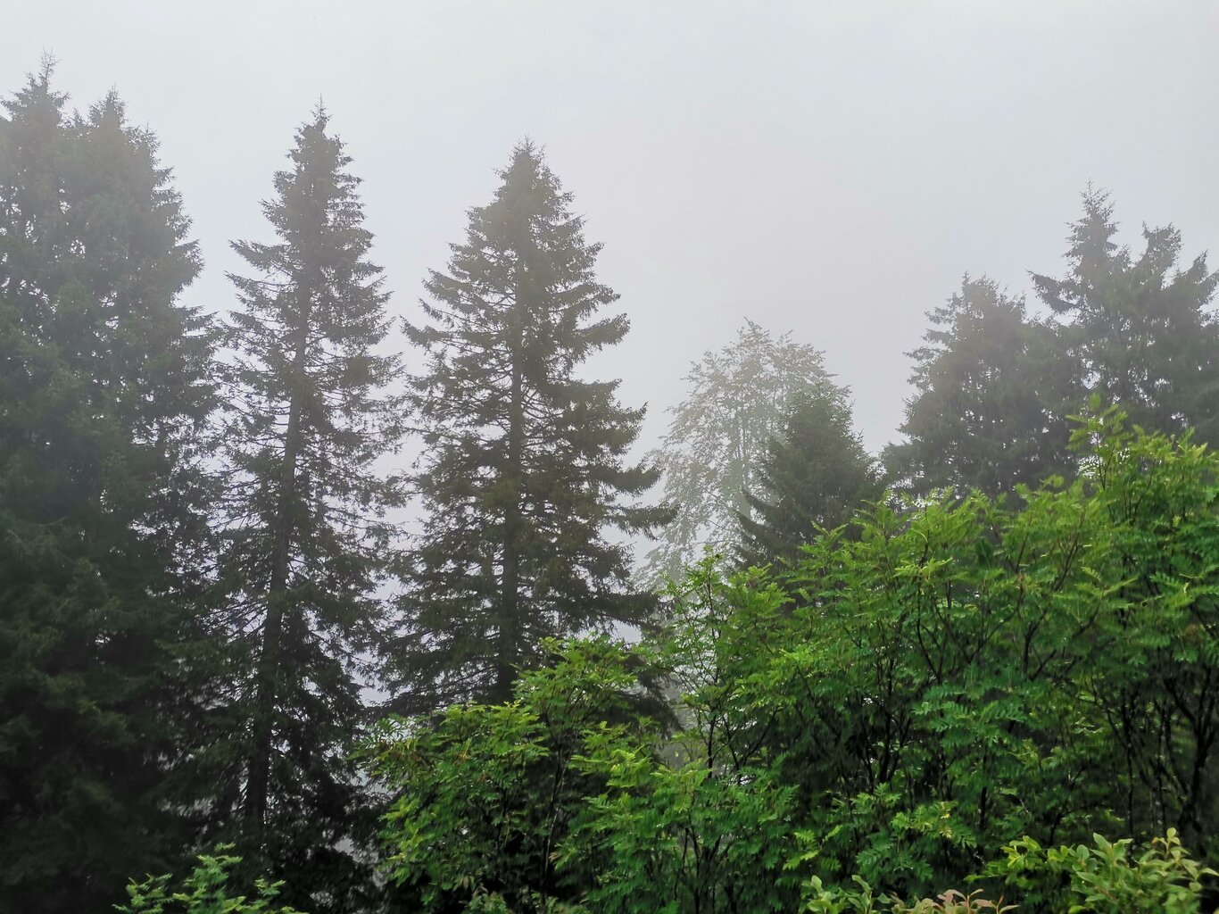 20210715_115235.jpg 20210715_115235.jpg