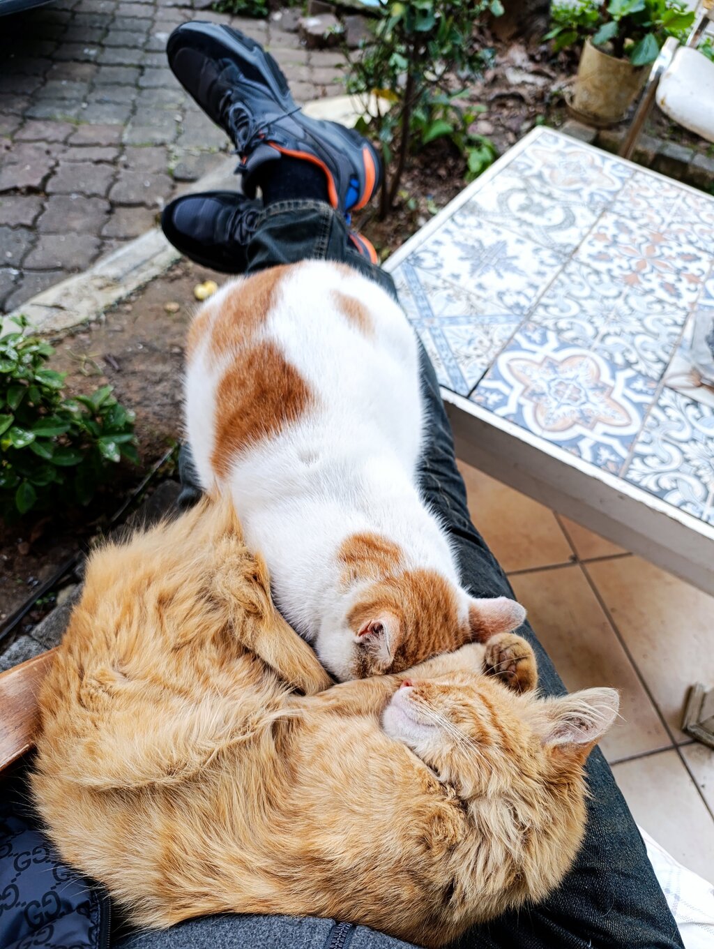 IMG_20250131_172652 (1).jpg