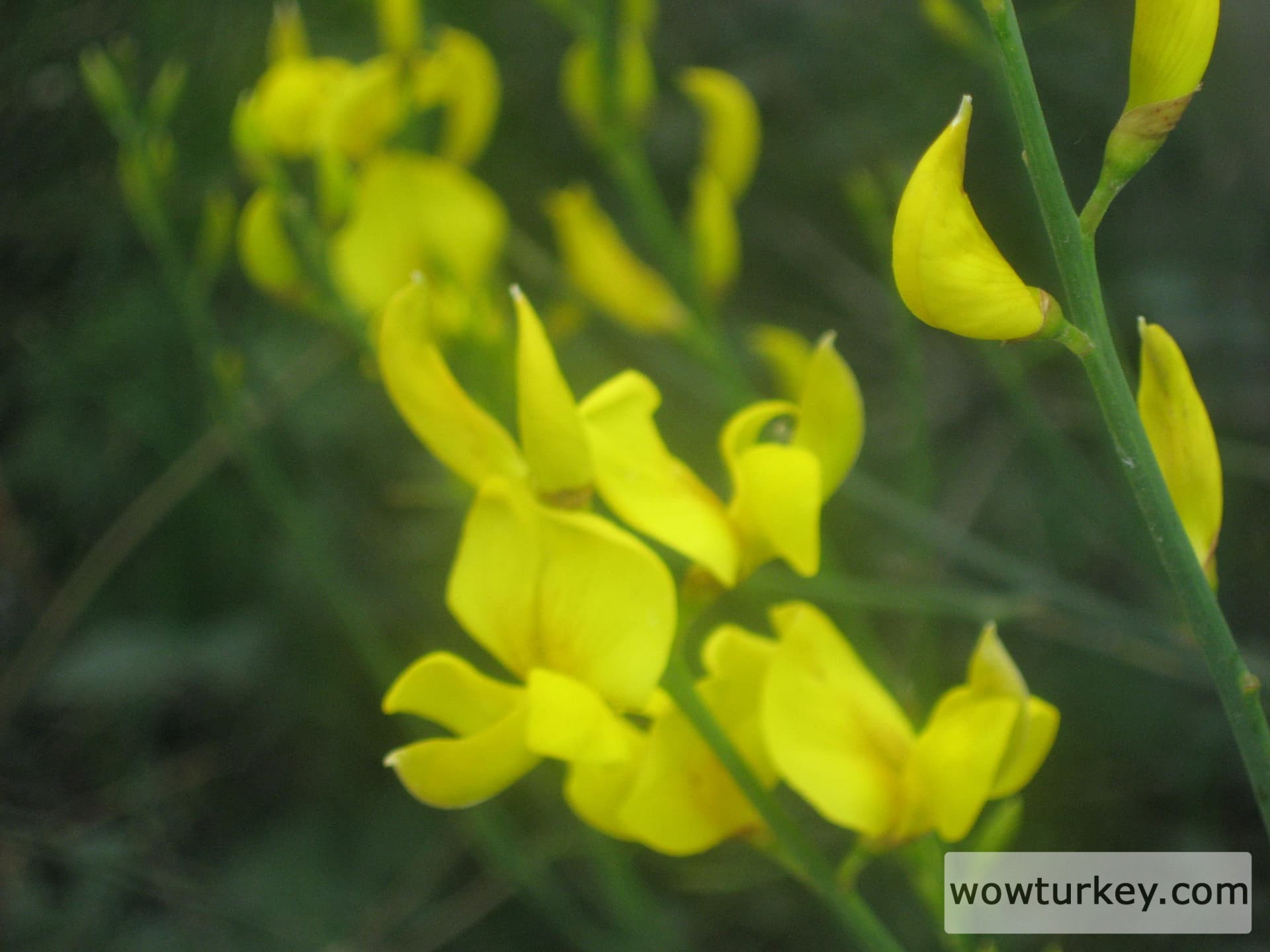 1 katırtırnağı yakacık 5 mayıs 2014
