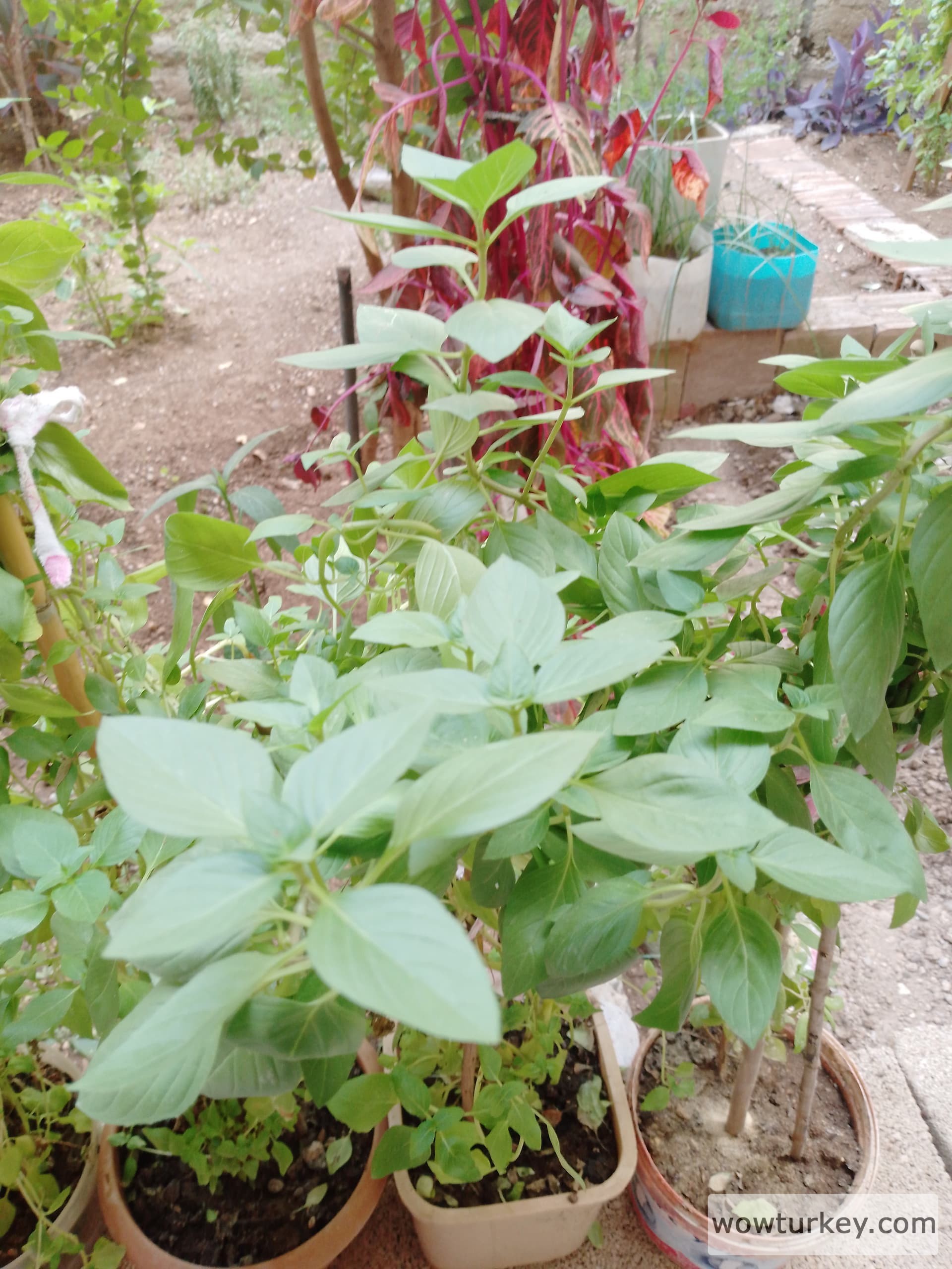 17242403991686323711612820845278