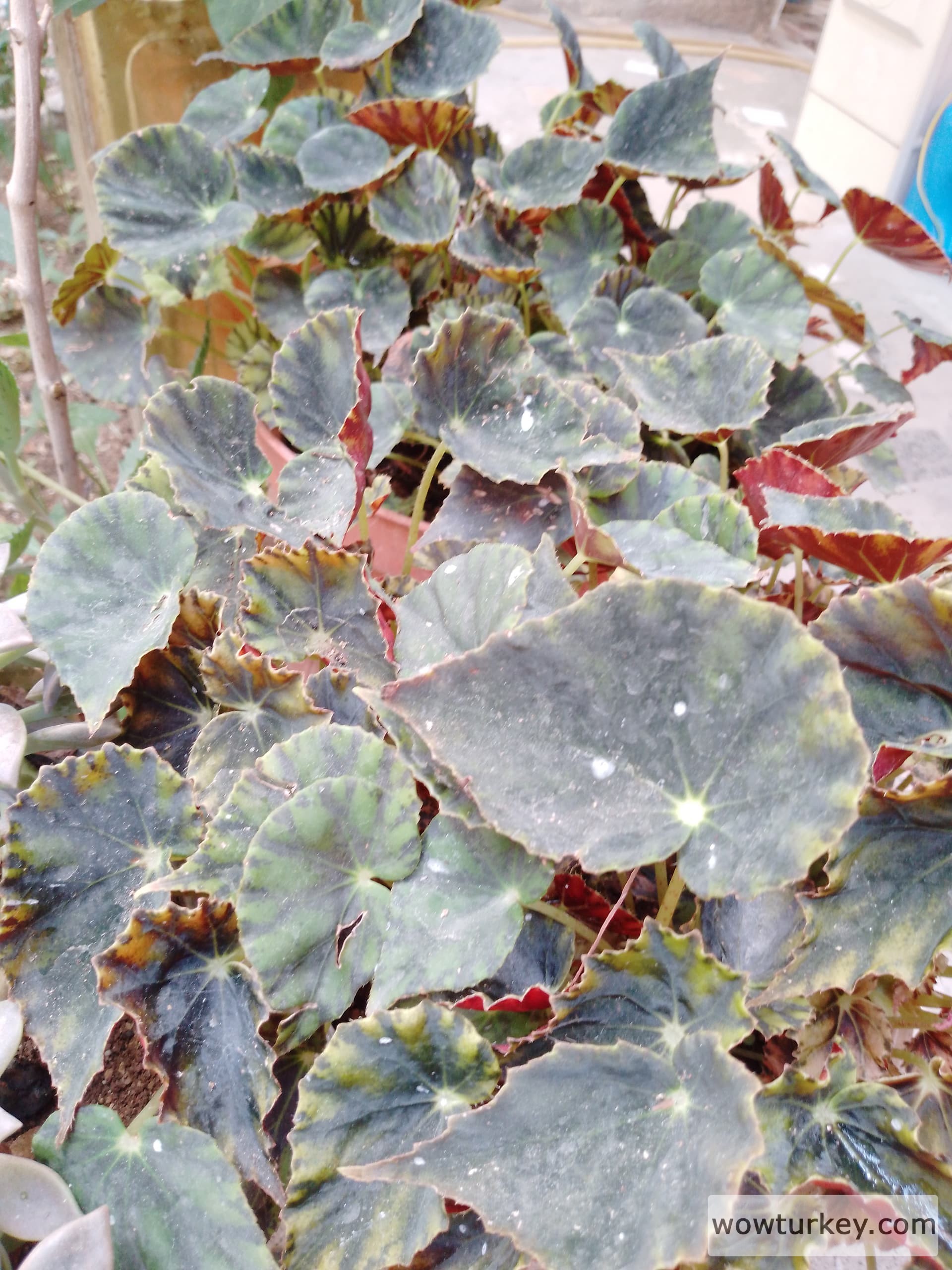 17242405105026032665460072999683