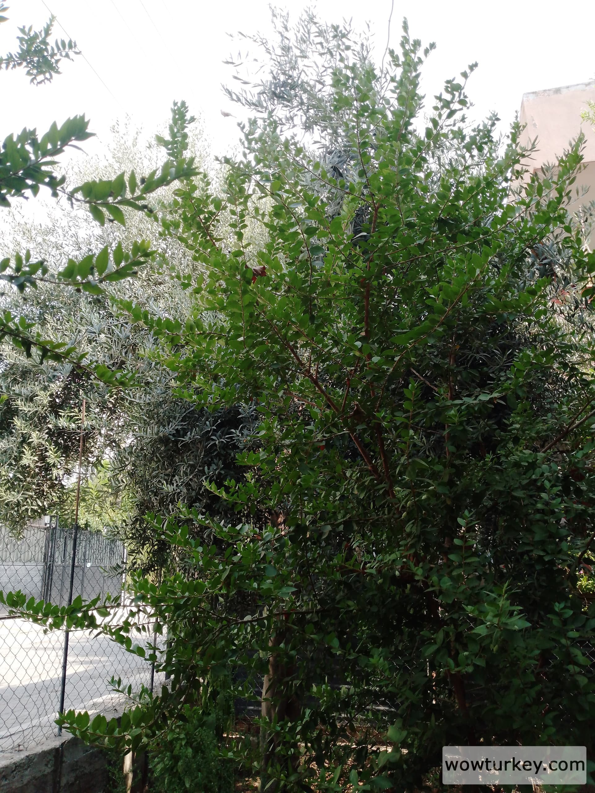 17242405719191857501487317593570