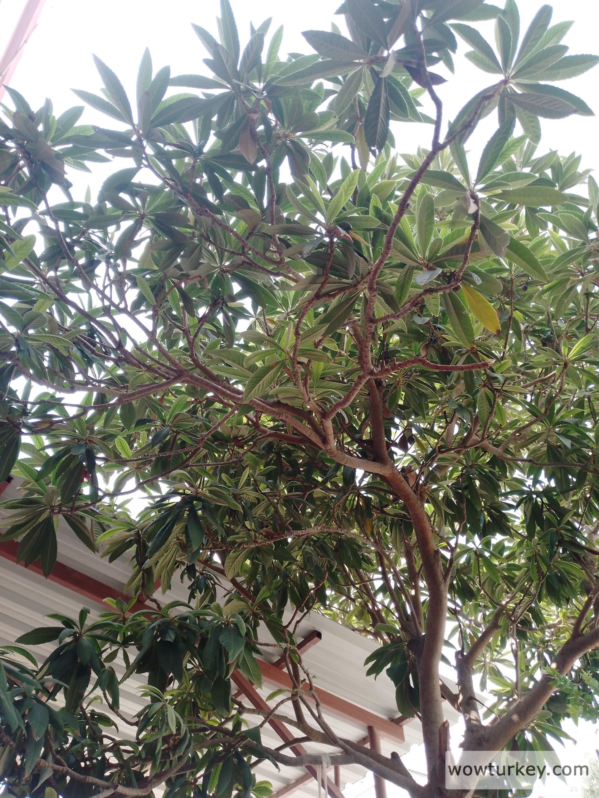 1724240602433118149712995089346