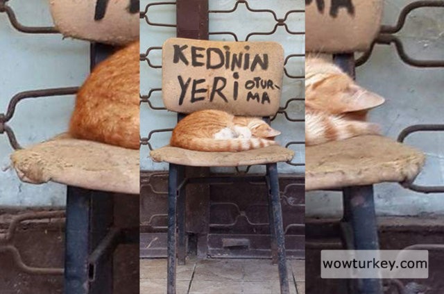 2085868_0e164e63009e931c589a53713dc29a20_640x640