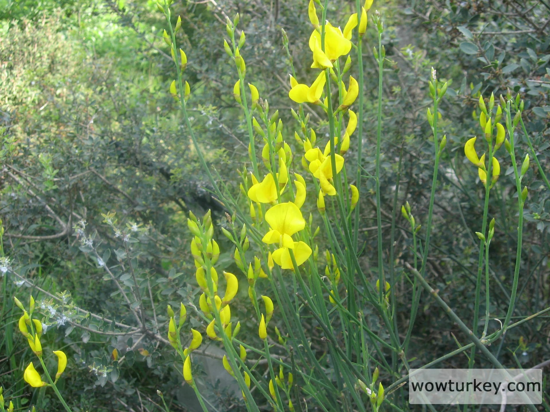 3 katırtırnağı yakacık 5 mayıs 2014