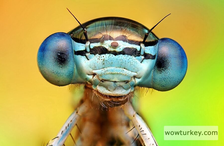 a9ab66b8makroyusufcuk