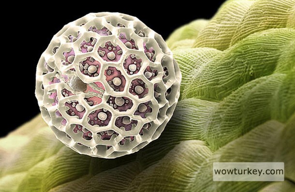 Akantus ağacı poleni.