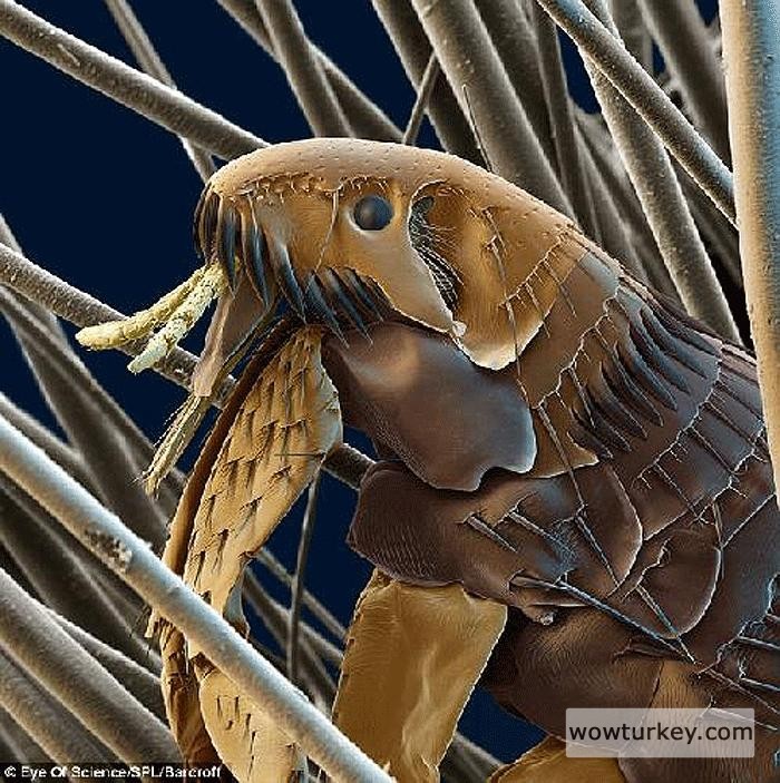 Bir böcek..Bu fotoğraf ödül almıştır..