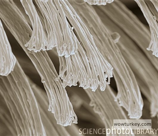 Bir fırçanın kılları..